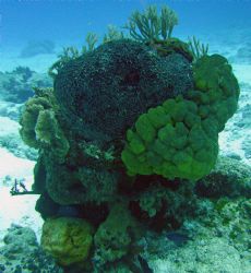 Coral head on a drift dive spot called Paradiso. Sea&Sea ... by Garry Rogers 
